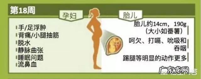 十八周胎儿在什么位置,怀孕18周了究竟胎儿位置在那里呢?