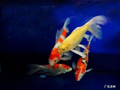 锦鲤鱼怎么养才不会死