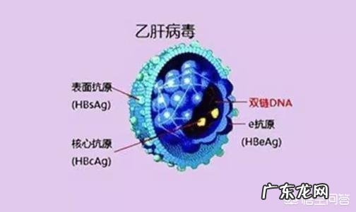 乙肝大三阳怀孕了该怎么办?
