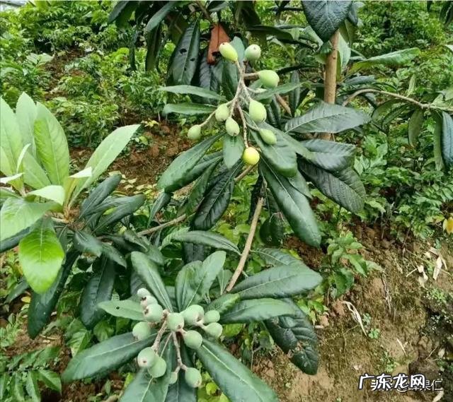 枇杷要种多少年才有收获?