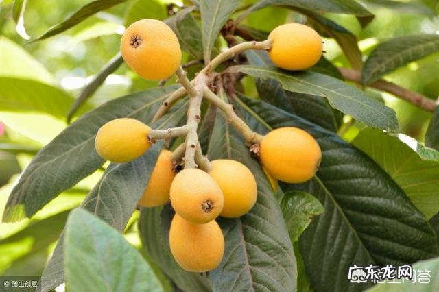 枇杷要种多少年才有收获?