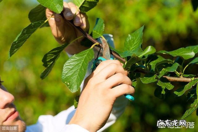 枇杷要种多少年才有收获?
