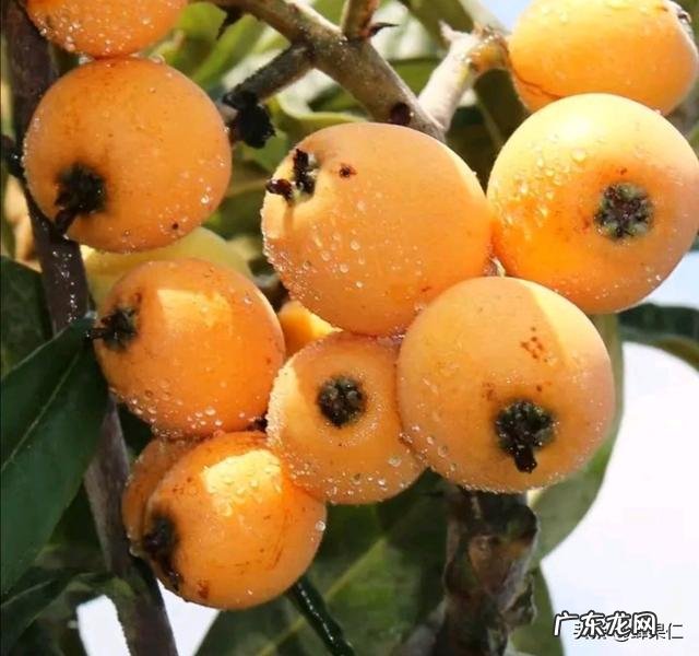 枇杷要种多少年才有收获?