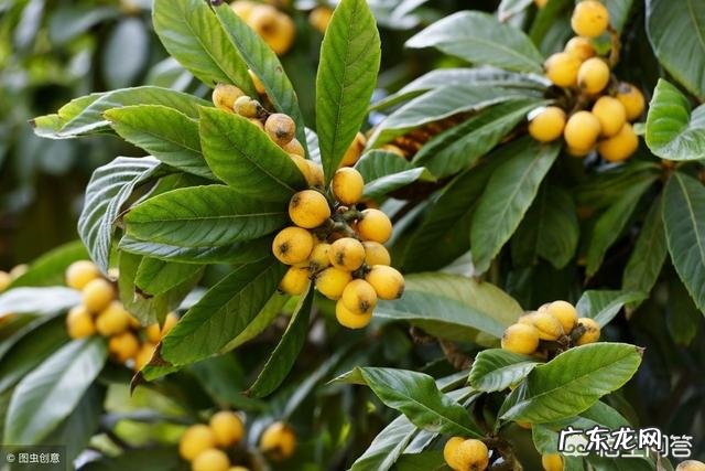 枇杷要种多少年才有收获?