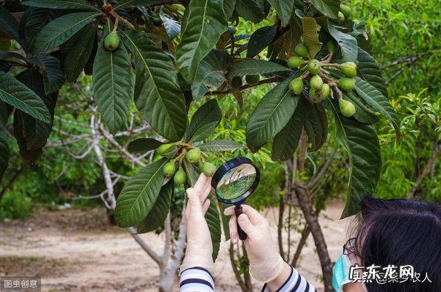 枇杷要种多少年才有收获?