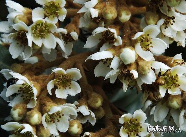 枇杷要种多少年才有收获?