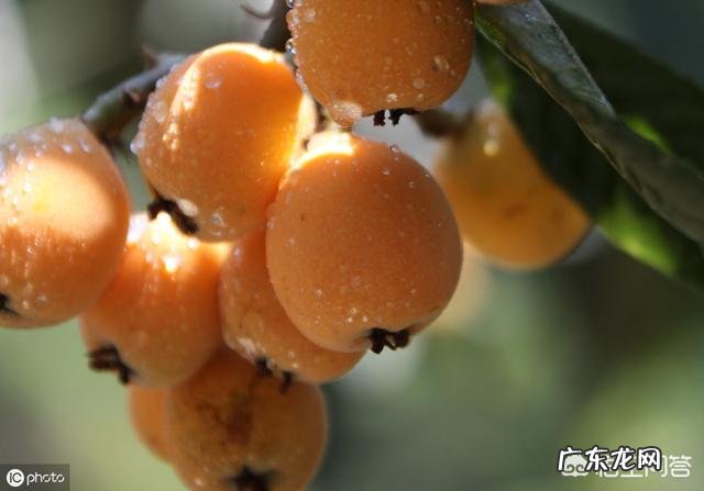 枇杷要种多少年才有收获?