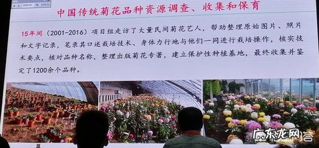 菊花一共有多少个品种?