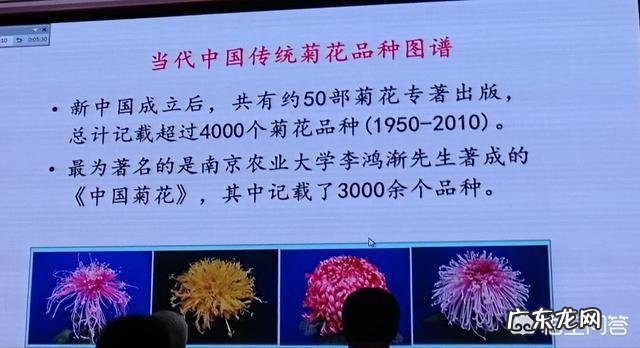 菊花一共有多少个品种?