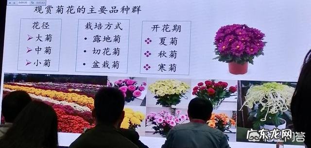 菊花一共有多少个品种?