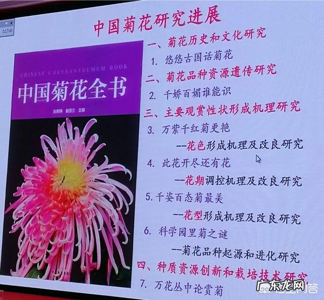 菊花一共有多少个品种?