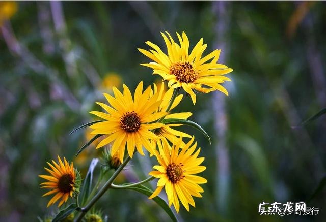 小时候家长那边很多种洋姜的,现在基本没什么人了,现在种植洋姜效益如何?