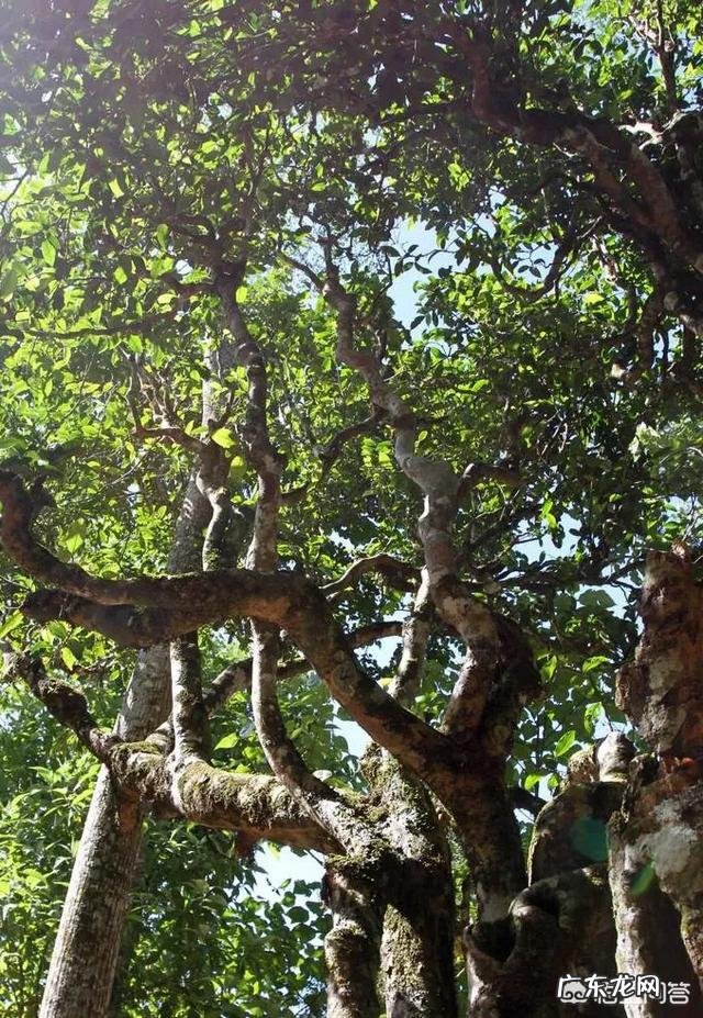 现在卖茶叶前,需要先去安溪贩茶吗?