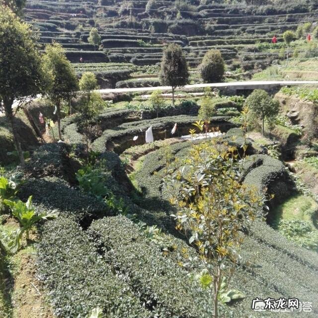 现在卖茶叶前,需要先去安溪贩茶吗?