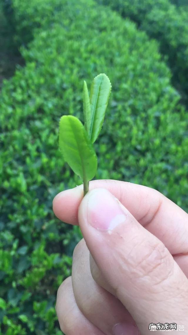 现在卖茶叶前，需要先去安溪贩茶吗？