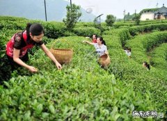 现在卖茶叶前，需要先去安溪贩茶吗？