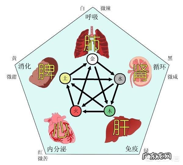 食白果对五脏有什么好处?