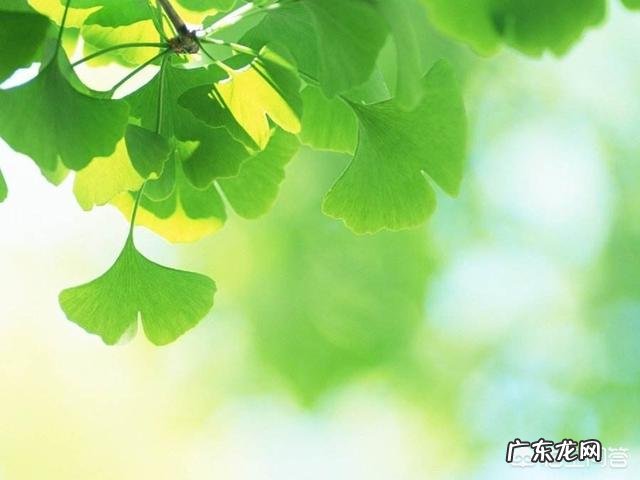 食白果对五脏有什么好处?