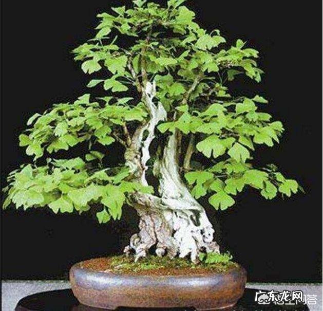 食白果对五脏有什么好处?