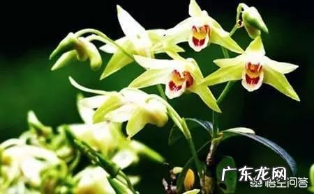 石斛能不能泡水喝?有哪些注意事项?