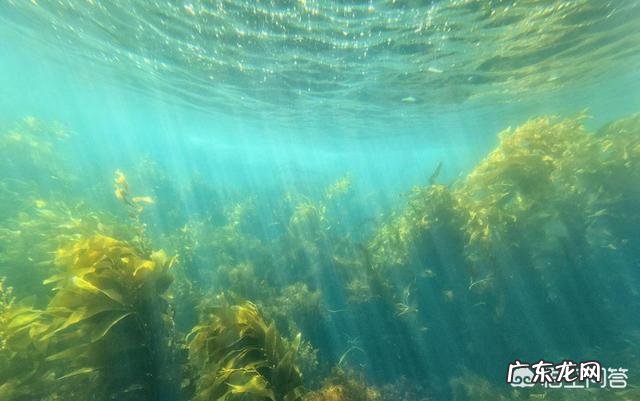 孕妇补充哪种DHA好?