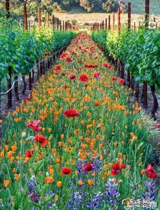 怀孕前三个月,可以去旅游吗?