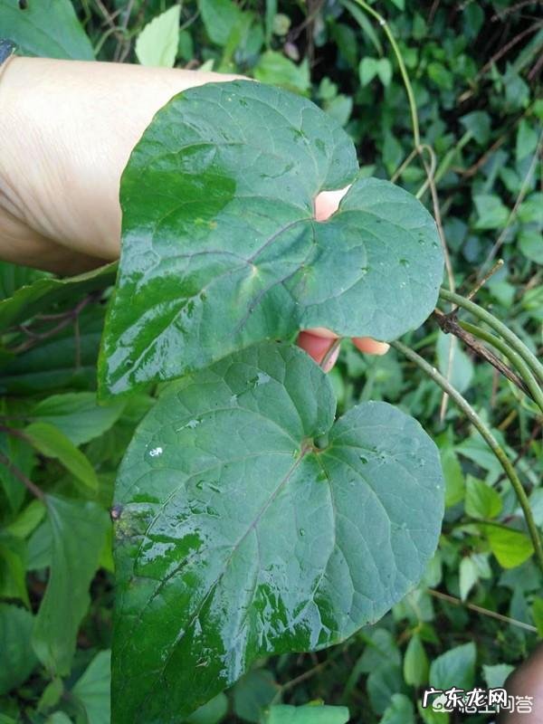 农村俗称“金钱豹”的植物长什么样?有什么功效和作用?