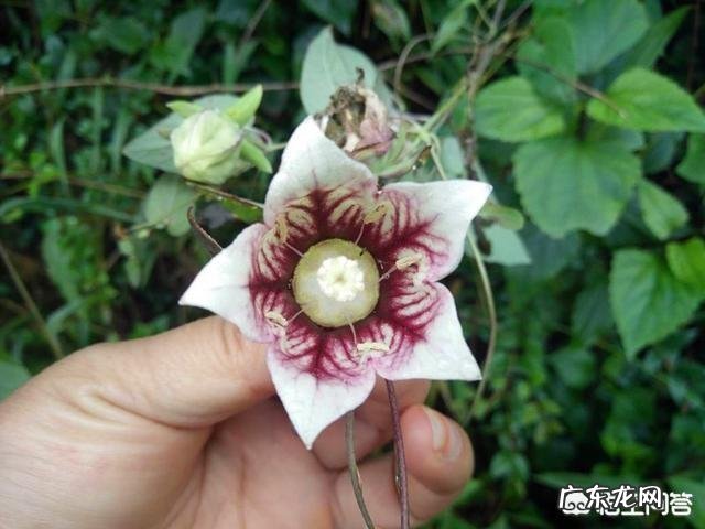 农村俗称“金钱豹”的植物长什么样?有什么功效和作用?