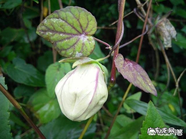 农村俗称“金钱豹”的植物长什么样?有什么功效和作用?