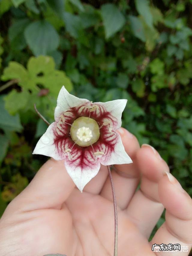 农村俗称“金钱豹”的植物长什么样?有什么功效和作用?