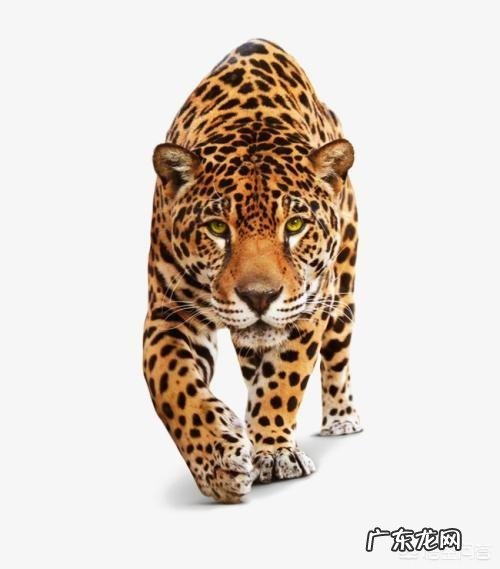 农村俗称“金钱豹”的植物长什么样?有什么功效和作用?