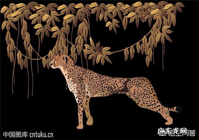 农村俗称“金钱豹”的植物长什么样?有什么功效和作用?