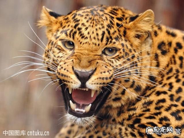 农村俗称“金钱豹”的植物长什么样?有什么功效和作用?