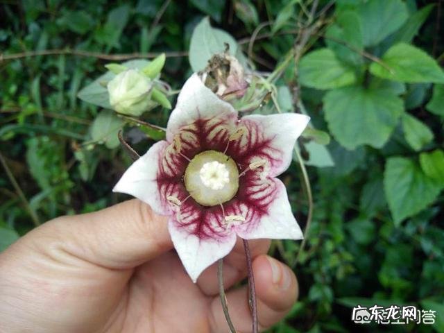 农村俗称“金钱豹”的植物长什么样?有什么功效和作用?