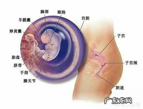 怀孕多久才能看见胎心?