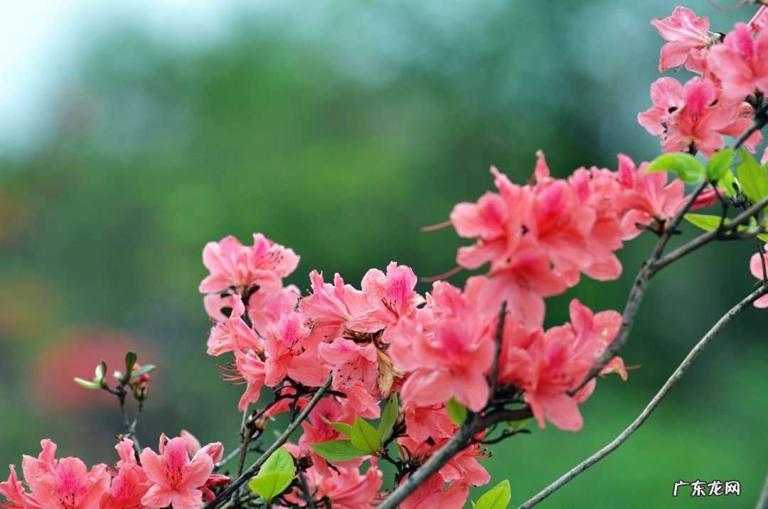 杜鹃花枯萎如何解救