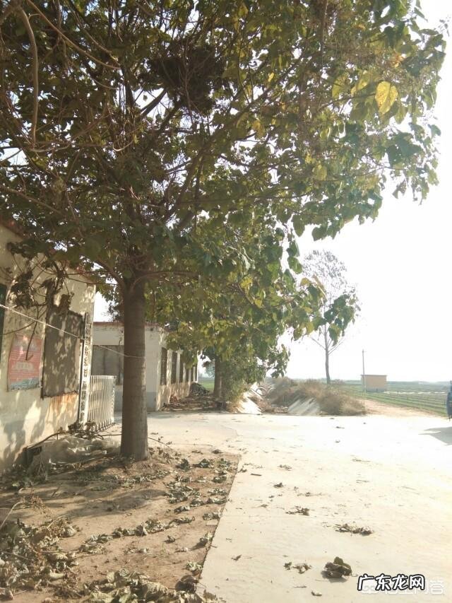 壁虎能食用吗?有什么功效?