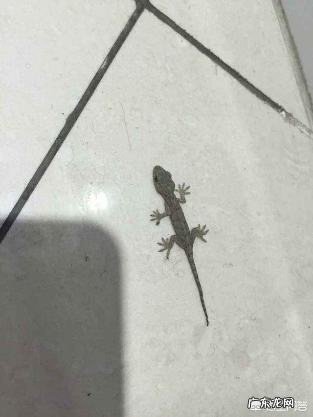 壁虎能食用吗?有什么功效?