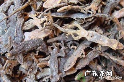 壁虎能食用吗?有什么功效?