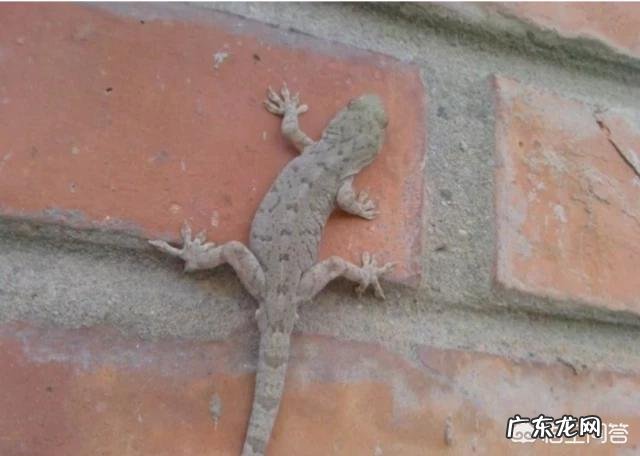 壁虎能食用吗?有什么功效?