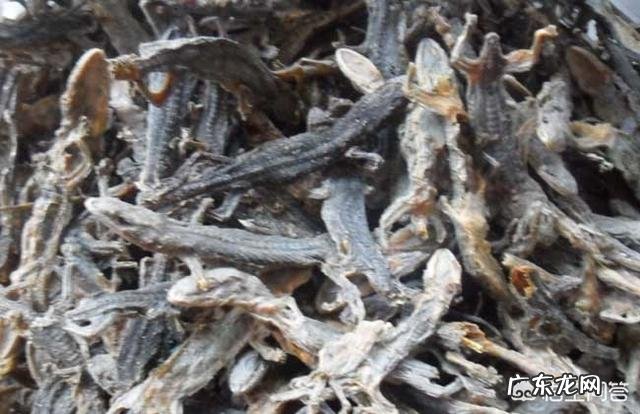 壁虎能食用吗?有什么功效?