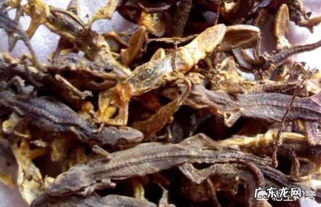 壁虎能食用吗?有什么功效?