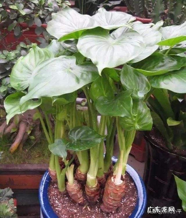 滴水观音叶子发黄该怎么办?