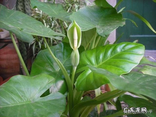 滴水观音叶子发黄该怎么办?