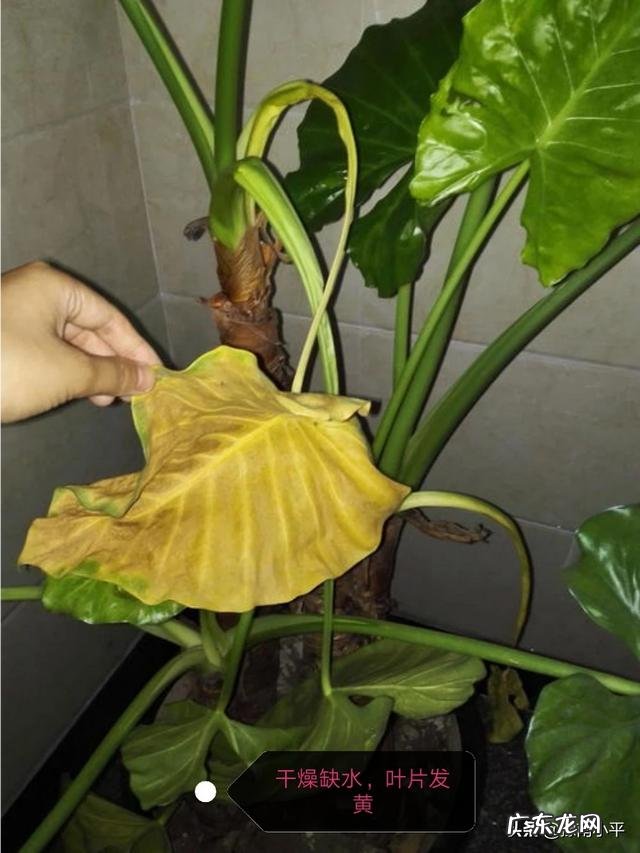 滴水观音叶子发黄该怎么办?