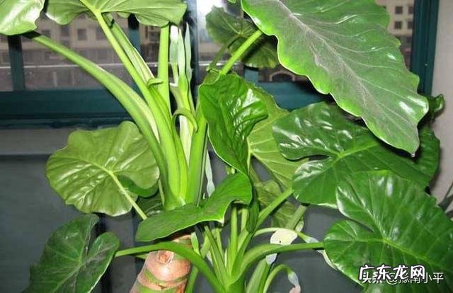 滴水观音叶子发黄该怎么办?