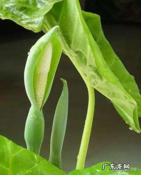 滴水观音叶子发黄该怎么办?