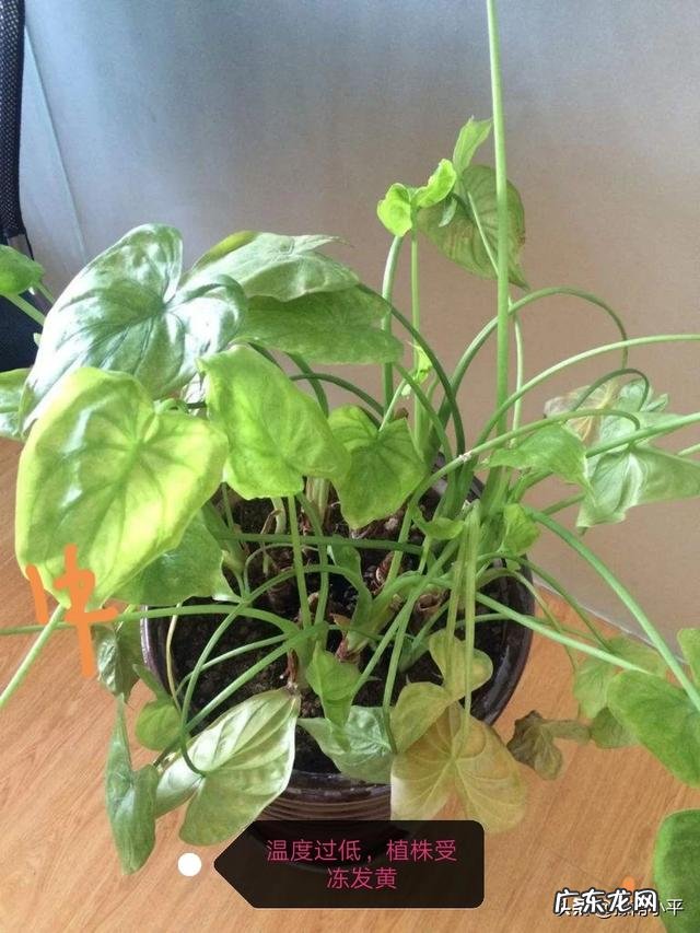 滴水观音叶子发黄该怎么办?