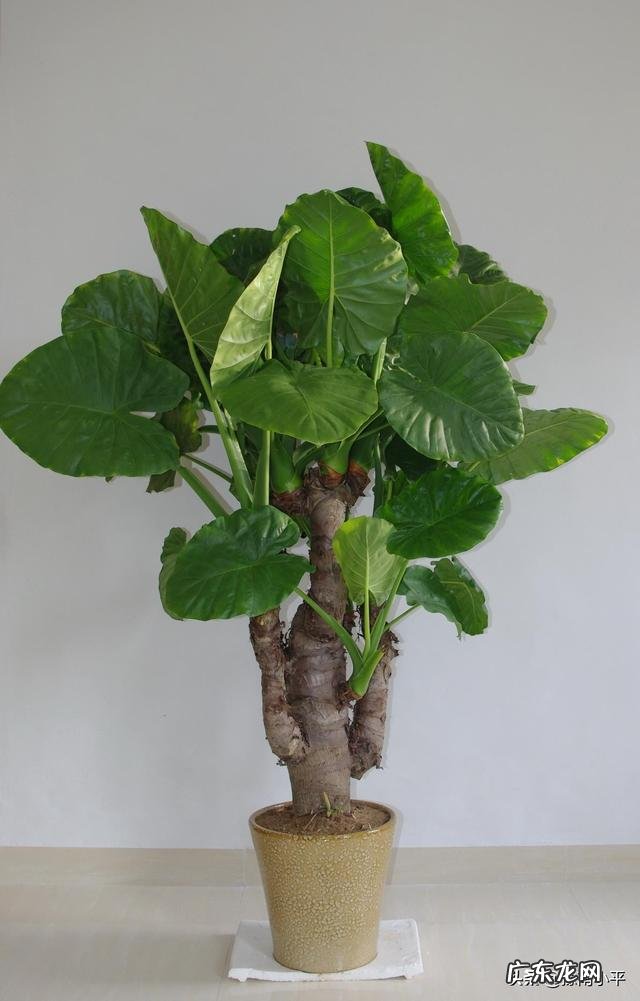 滴水观音叶子发黄该怎么办?