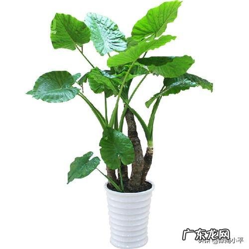 滴水观音叶子发黄该怎么办?